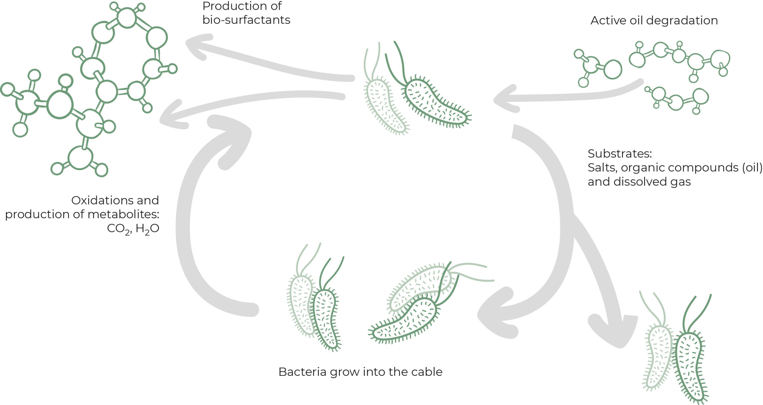 Bacterial cultures interacting with hydrocarbon-saturated cable insulation